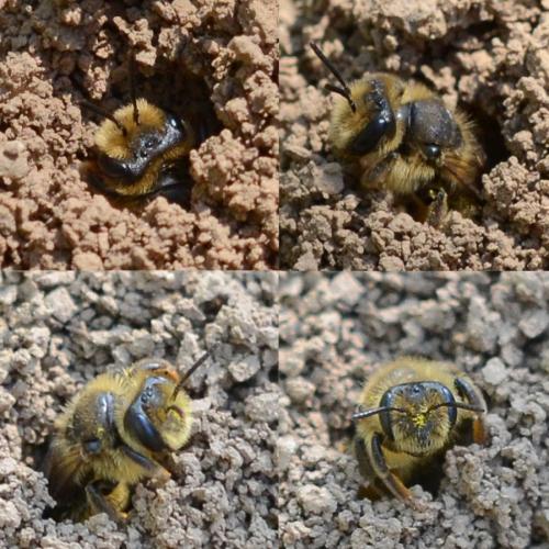 Andrena (livens-nigroolivacea)